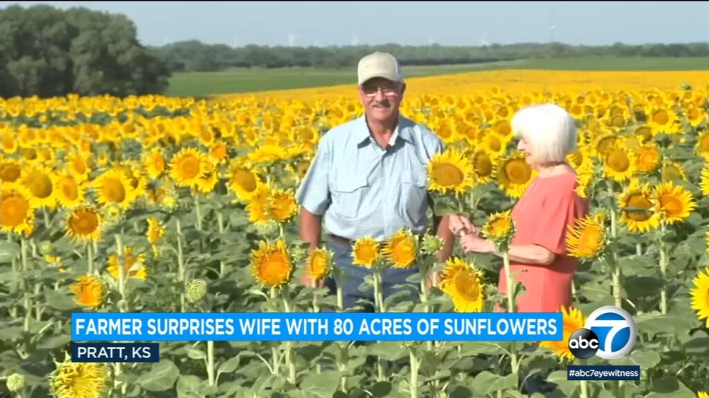Husband and wife in a sunflower field