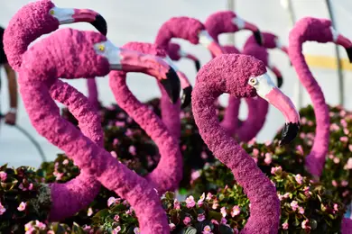 Flamingos made out of flowers in a garden