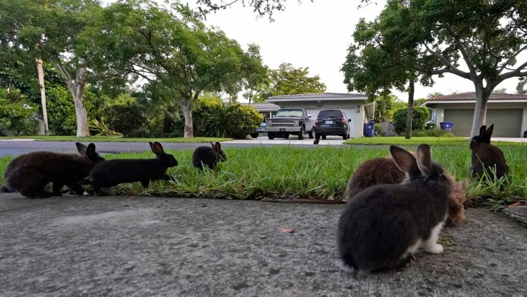 Several Rabbits on a sidewalk in a neighborhood