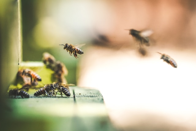 A lot of bees buzzing around