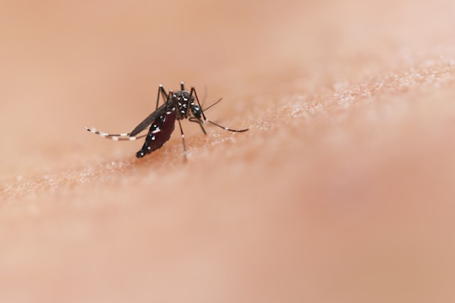 A mosquito on an arm