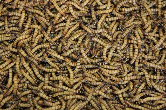 Meal worm Burgers